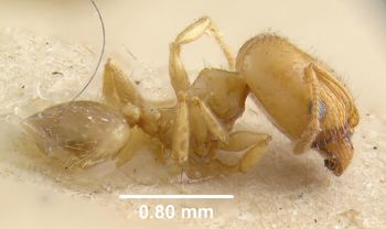 Media type: image;   Entomology 20710 Aspect: habitus lateral view